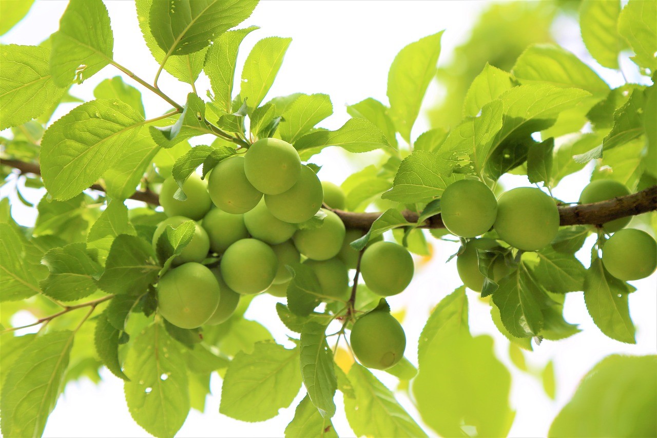 酸梅香料	Plum Flavour