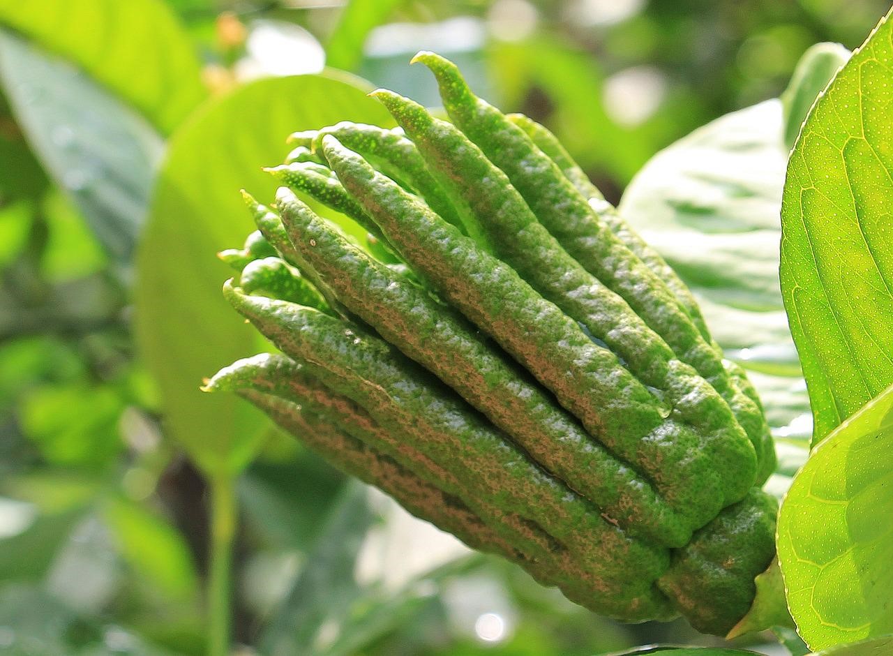 伯爵香料	Bergamot Flavour