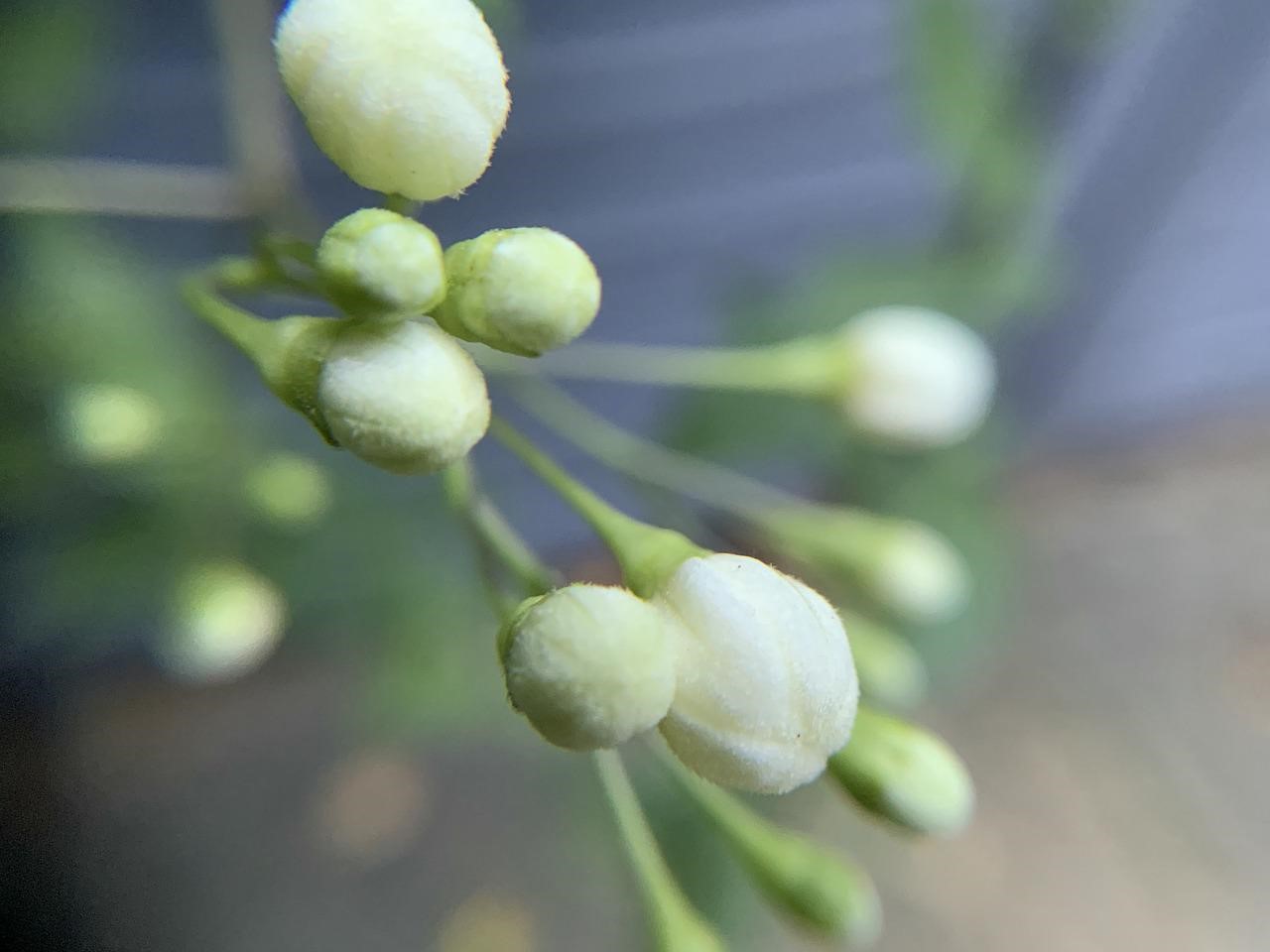 茉莉香料	Jasmine Flavour