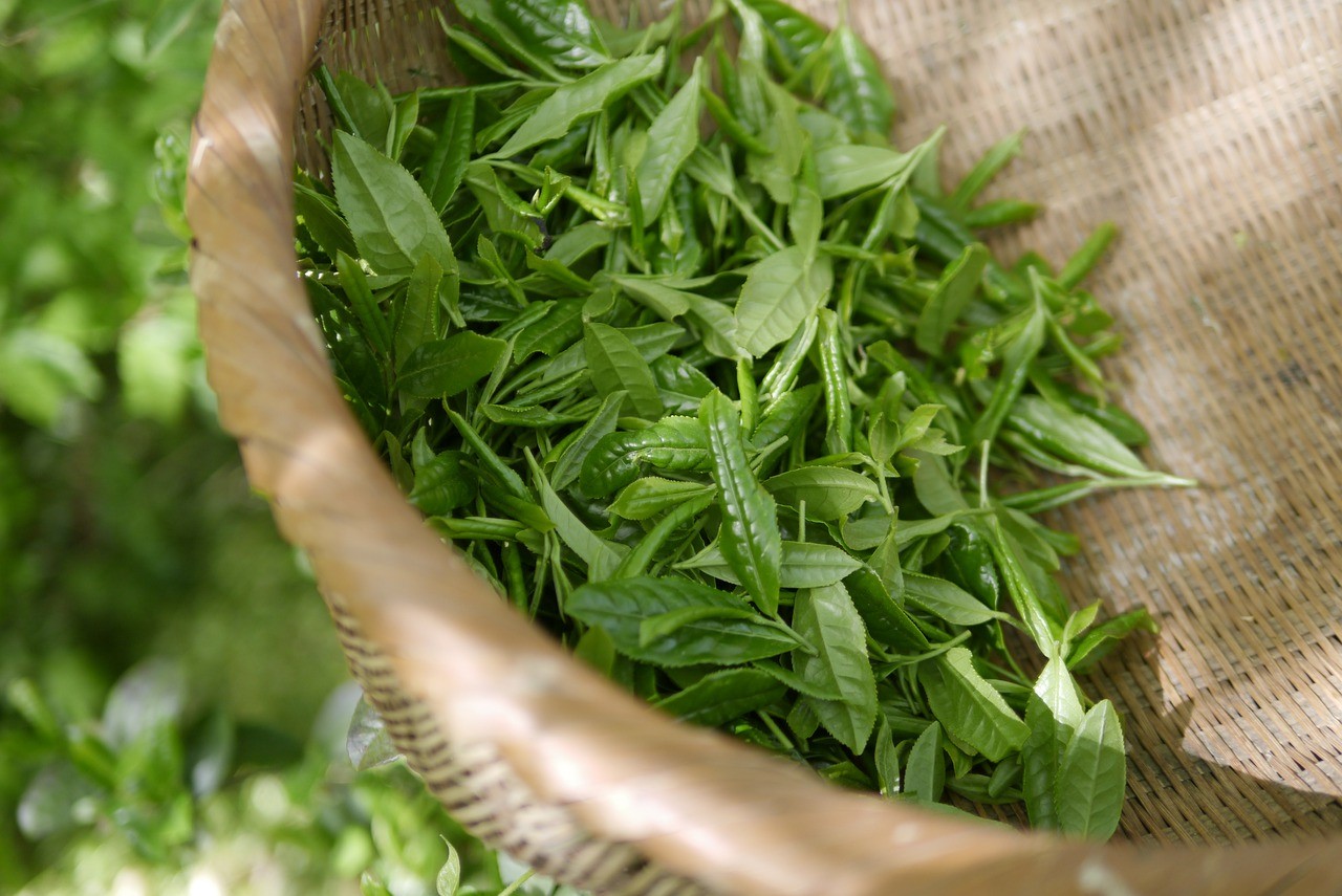 綠茶香料