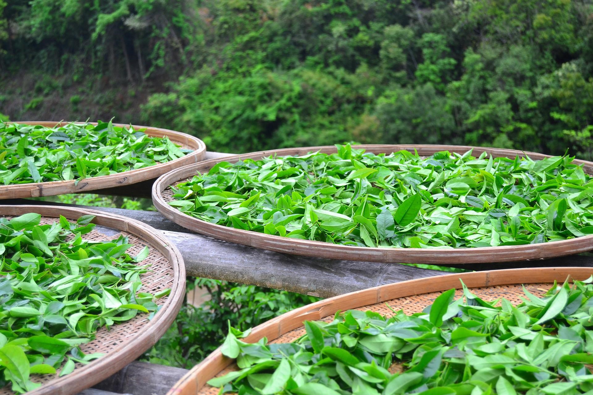 紅茶香料