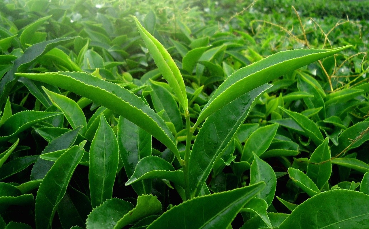 金萱茶香料