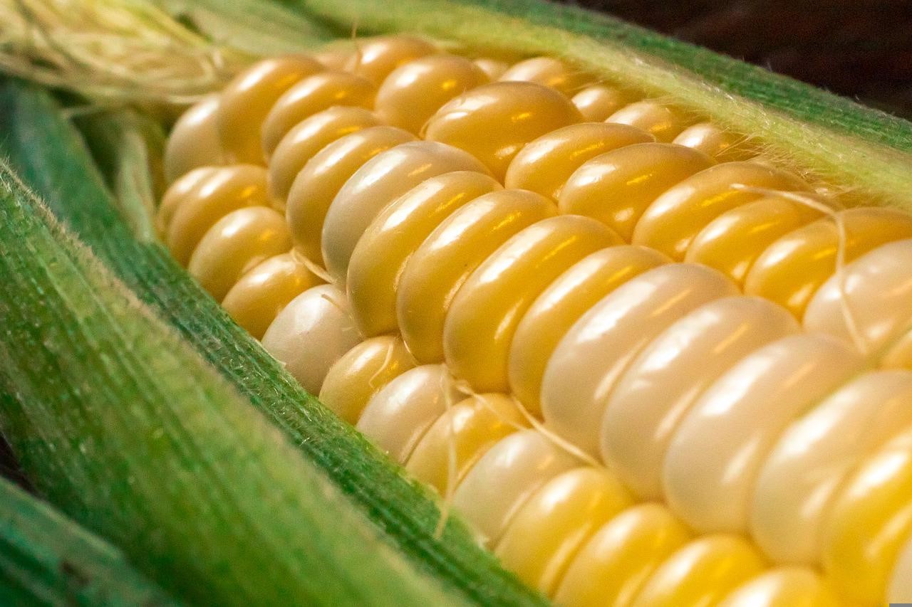 玉米濃湯香料	Corn Bisque Flavor