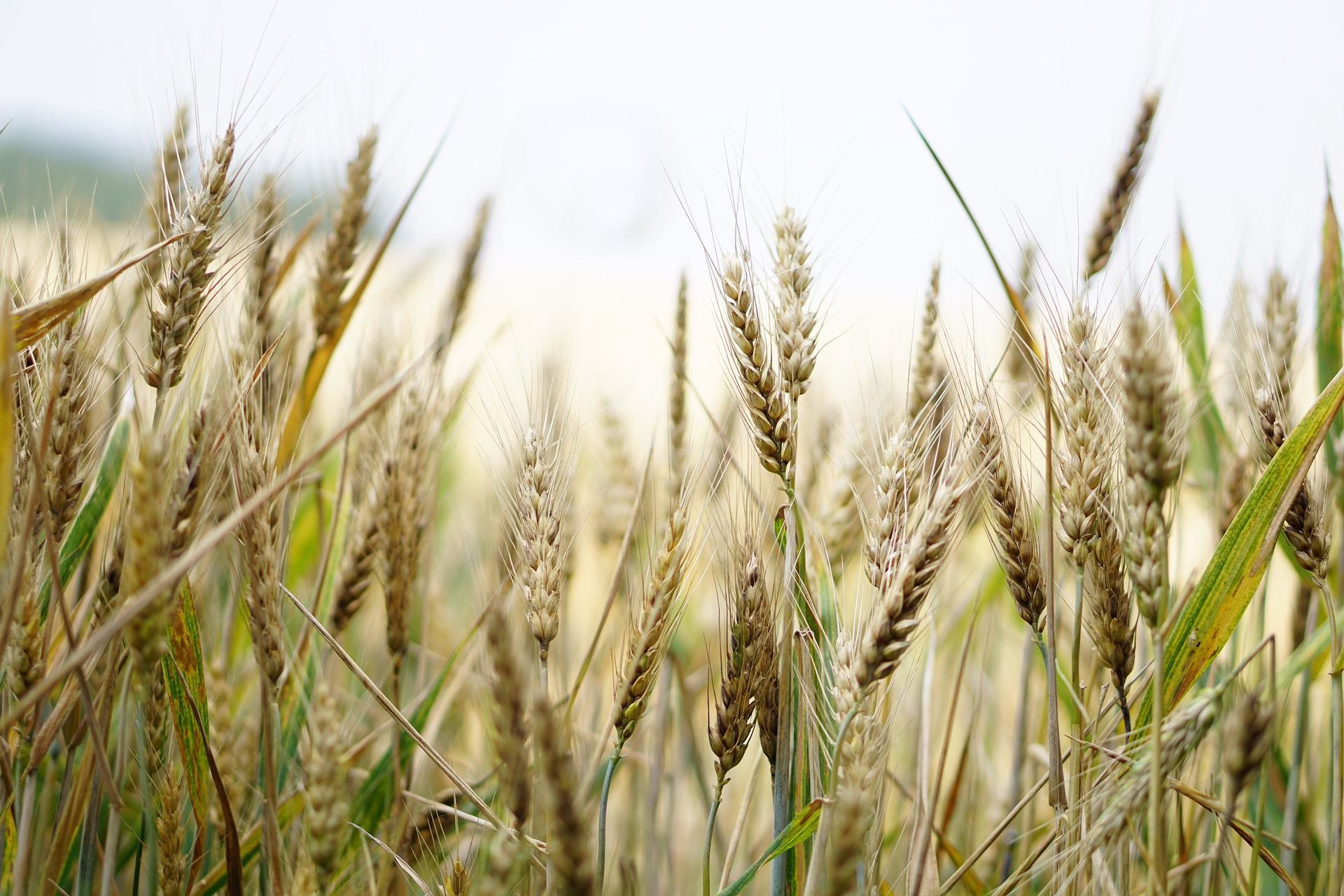 麥香香料	Barley Flavour