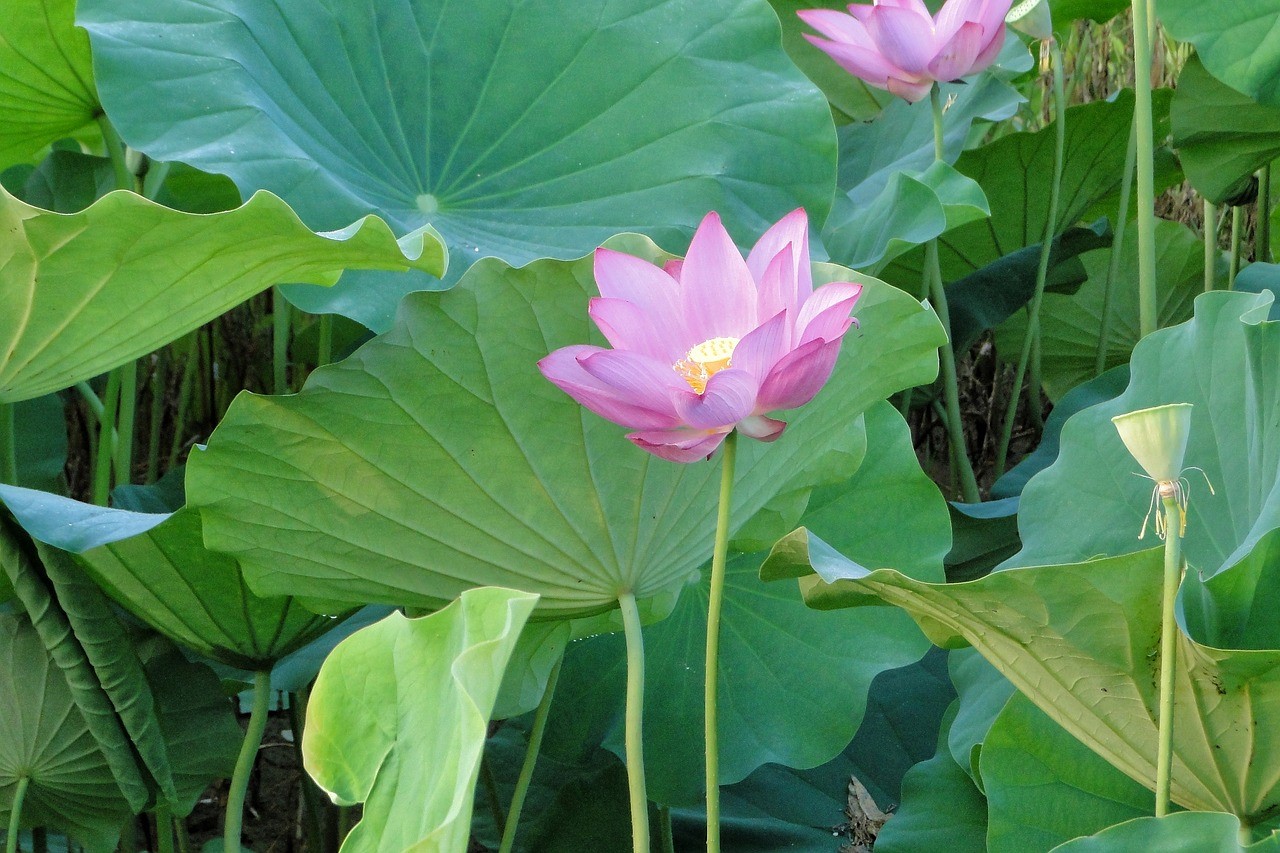 蓮花香料	Lotus  Flavour
