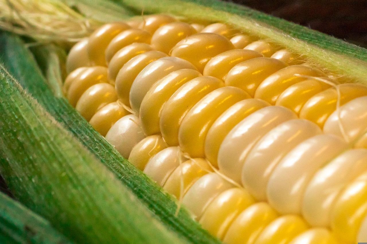 玉米香料	Corn  Flavor
