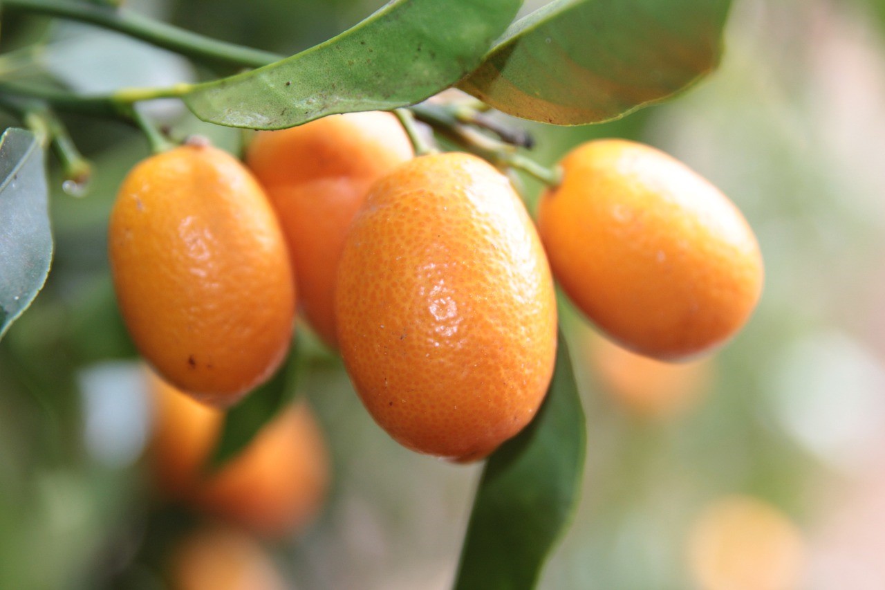 金棗香料	Kalamansi Flavour