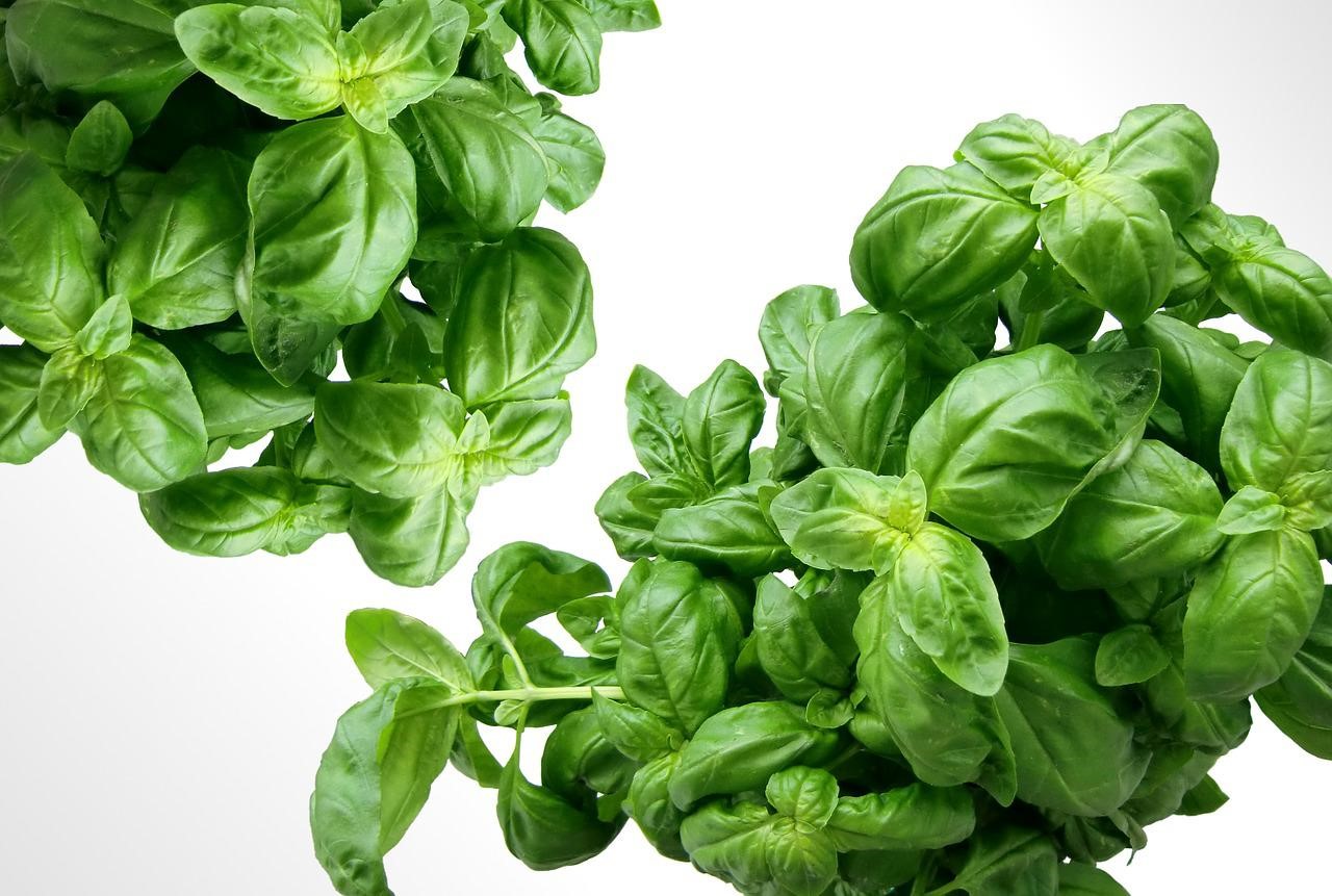 九層塔香料	Basil Flavor