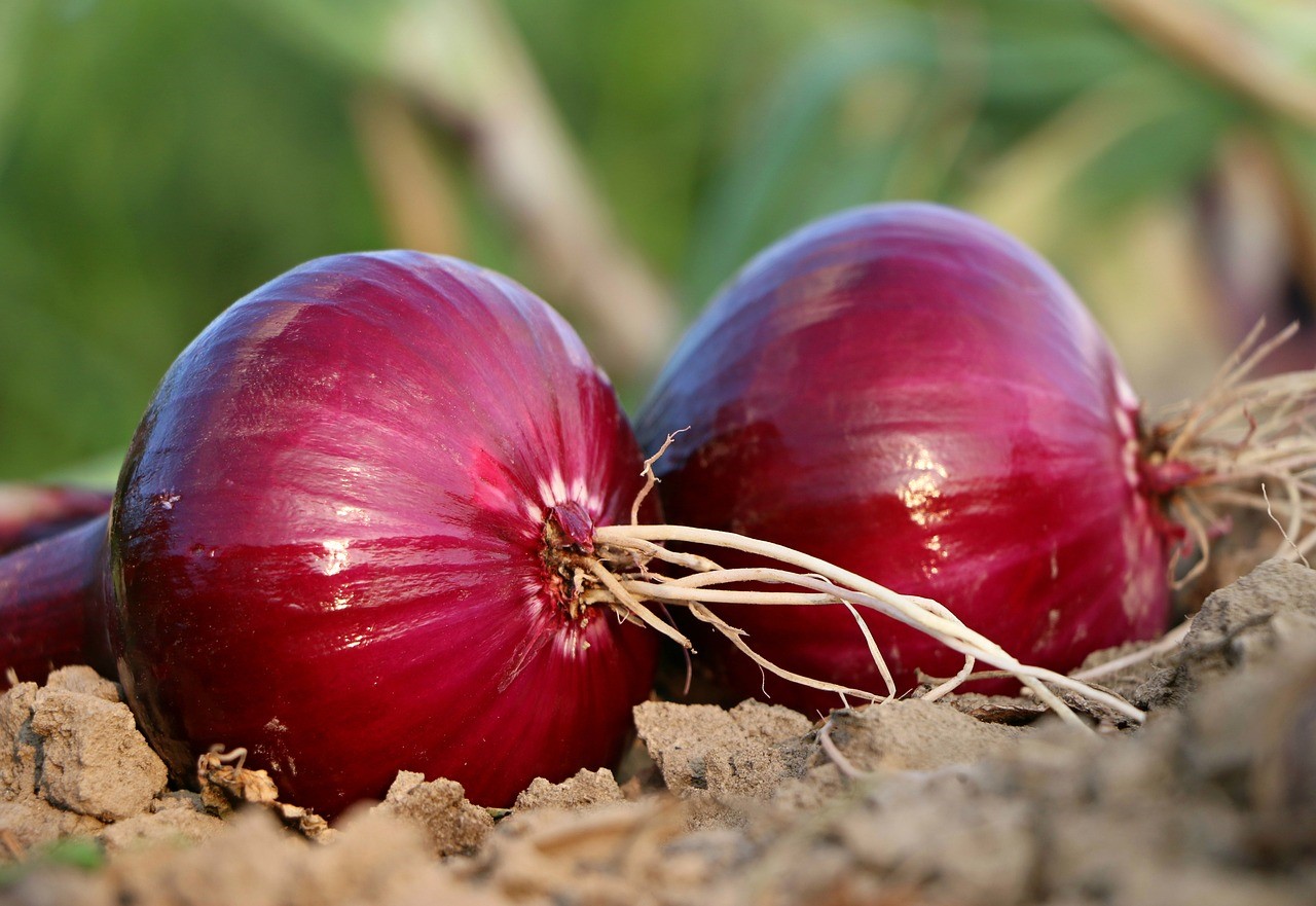 洋蔥粉	Onion powder