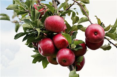 紅蘋果香料