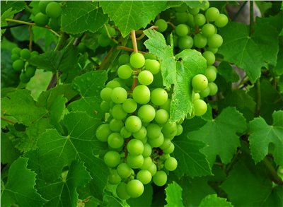 白葡萄香料∞White grape Flavour