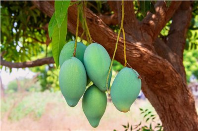 土芒果香料∞Mango Flavour