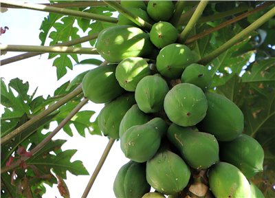 木瓜香料∞Papaya Flavour