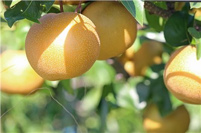 雪梨香料∞Pear Flavour