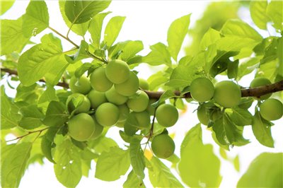青梅香料∞Plum Flavour