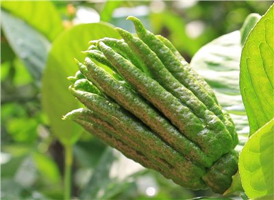 伯爵香料∞Bergamot Flavour