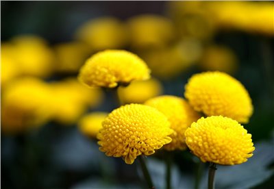 菊花香料∞Chrysanthemum