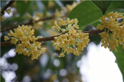 桂花香料∞Osmanthus Flavour