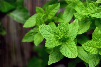 薄荷香料∞Peppermint Flavour