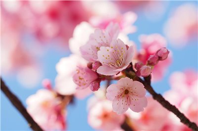 櫻花香料∞Sakula Flavour