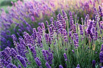 薰衣草香料∞Lavender Flavour