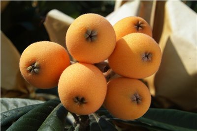 枇杷膏香料∞Loquat  Flavor