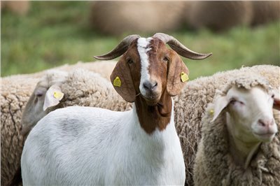 羊奶香料∞Goat Milk Flavour