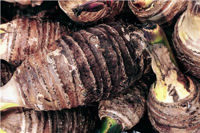 芋頭香料∞Taro Flavour