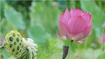 蓮花香料∞Lotus  Flavour