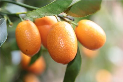 金棗香料∞Kalamansi Flavour