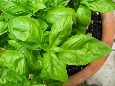 九層塔香料∞Basil Flavor